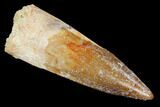 Real Spinosaurus Tooth - Nice Tip #102899-1